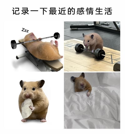 这是一张由四幅小图拼接而成的趣味P图，顶部配文“记录一下最近的感情生活”，用四只仓鼠的拟人化场景来调侃单身状态下的日常：第一只仓鼠躺在卧推凳上抓着杠铃呼呼大睡，第二只仓鼠站在健身房的杠铃前，摆出准备健身的姿态，第三只仓鼠抱着食物专注啃食，第四只仓鼠慵懒地趴在被窝里。整体用可爱的仓鼠形象，幽默地展现了没有感情牵绊时，专注于健身、干饭、睡觉的简单生活，充满趣味，容易引发单身人群的共鸣。