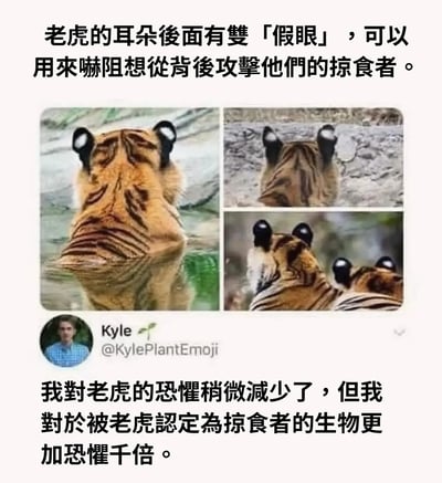 这张图通过三张老虎脑后的特写图片，展示了老虎耳朵后方的白色斑点（被称为“假眼”）的特写。配上解说文字和一则推特用户的评论，形成了一种知识性与幽默结合的效果。整体表达让人既觉得自然界的动物很神奇，同时又因‘成为老虎眼中的掠食者’而感到后怕。该图适合用于表达“本以为自己安全，突然变得更害怕”这种情绪，或用于科普趣味分享。

没有明显双关和谐音梗，但有一种知识梗与幽默梗的结合。