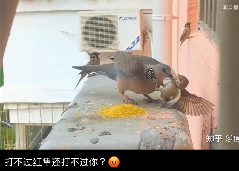 麻雀