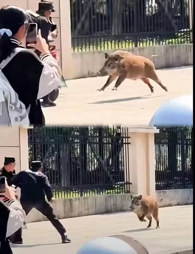 这是一组上下拼接的现场实拍照片，记录了一头野猪闯入城市户外区域的突发场景。上图中，野猪正快速奔跑，一旁的安保人员和路人在旁，有路人手持手机记录画面；下图里，野猪朝着摆出阻拦姿势的安保人员方向跑来，现场氛围紧张又带着一丝滑稽，直观展现了野生动物闯入人类生活区域的意外状况。