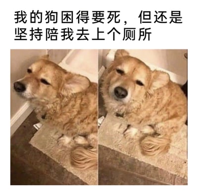 这是一张左右拼接的实拍图片，上方配有文字“我的狗困得要死，但还是坚持陪我去上个厕所”。图中的金毛狗狗困得眼睛半睁，眼神迷糊，身体瘫软地趴在卫生间的地垫上，左侧图里狗狗侧头，右侧图里狗狗头部更歪，毛发因困意显得有些“模糊”，姿态慵懒无力，即便极度困倦也依然陪伴在主人身边，画面既搞笑滑稽又充满暖心感，生动展现了狗狗对主人的依赖与忠诚。