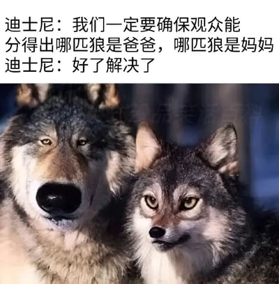图片上方为两行文字，内容是“迪士尼：我们一定要确保观众能分得哪匹狼是爸爸，哪匹狼是妈妈 迪士尼：好了解决了”，下方是两只并排的狼的照片，两只狼外貌相似，通过文字与图片的结合，幽默地调侃迪士尼试图区分狼父母却可能没有明显差异的情况。