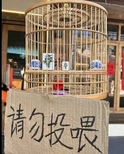 这是一张原始拍摄的静态单图，画面主体是一个竹制圆形鸟笼，鸟笼内没有饲养鸟类，而是放置了“一条”“一筒”等麻将牌，将麻将牌模拟成被“圈养”的对象。鸟笼前方立着一块手写的硬纸板，上面用黑色字迹写着“请勿投喂”四个大字，和鸟笼内的麻将牌形成趣味反差，制造出幽默的创意效果，仿佛是在“提醒”人们不要“投喂”这些麻将牌，属于生活里的趣味整活内容。