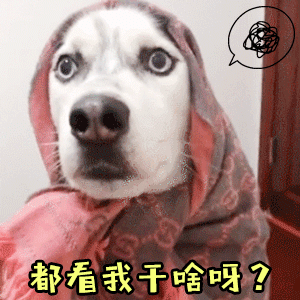 哈士奇戴围巾疑惑：都看我干啥呀？
