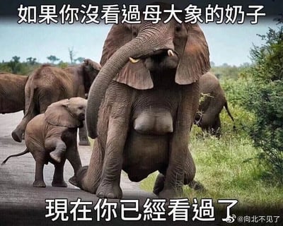 这是一张带有恶搞性质的野生动物梗图，画面呈现的是野外道路场景，主体是一头前腿跪地的成年母大象和一头在旁互动的小象。成年大象的胸部区域因视觉角度问题，看起来类似人类的胸部，图片上方配文“如果你没看过母大象的奶子”，下方配文“现在你已经看过了”，通过引导性的文字将大象的身体部位进行趣味化误解，制造出荒诞搞笑的效果。背景中还有几头大象在草地和道路区域活动，整体场景是真实的野外大象生存环境。