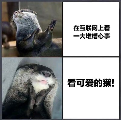 这是一张四格拼接的对比梗图，通过水獭的两种不同表情和动作来展现情绪变化。左上格是一只水獭举起双爪、抬头望向远方的照片；右上格是白色背景配黑色文字：'在互联网上看一大堆糟心事'；左下格是同一只水獭双手捂脸、露出满足笑容的照片；右下格是白色背景配黑色文字：'看可爱的獭!'。图片通过对比展现了从关注网络负面信息到观看可爱动物内容时的情绪转变，带有幽默治愈的效果。