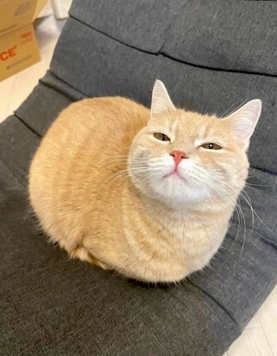 一只圆滚滚的橘猫正惬意地瘫坐在灰色沙发上，它眯着眼睛，嘴角微微上扬，露出一副满足又慵懒的表情。猫咪的毛发蓬松柔软，身体呈现出完美的圆形，背景中可以看到几个纸箱，营造出温馨的居家氛围。