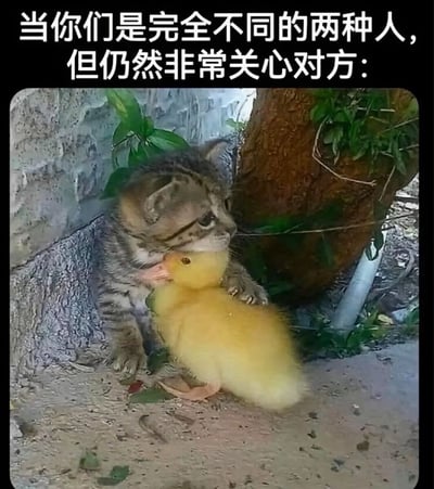 图片上方有白色文字'当你们是完全不同的两种人，但仍然非常关心对方：'，下方是一只虎斑小猫和一只黄色小鸭子的互动场景。小猫用前爪轻轻抱着小鸭子，头部靠近小鸭子，眼神温柔地注视着它，背景是石墙和绿色植物，整体氛围温馨治愈。
