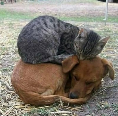 一只灰色虎斑猫蜷缩在一只棕色狗狗的背上，两者都闭着眼睛，似乎在户外的草地上相拥而眠。画面展现了跨物种之间温馨和谐的瞬间。