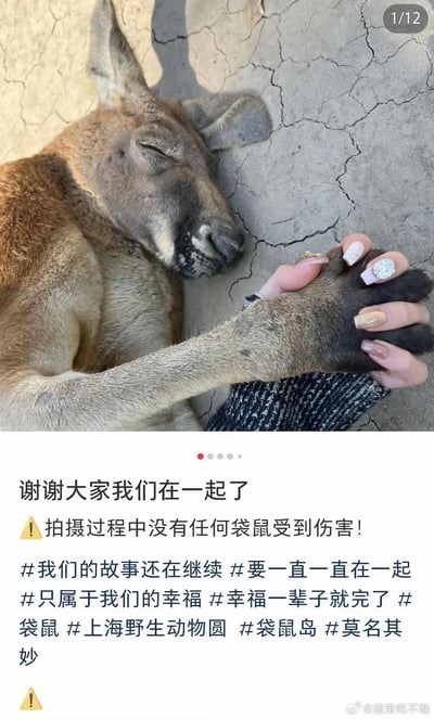 这是一则社交媒体上的趣味分享内容，上方实拍图里一只闭眼熟睡的袋鼠躺在干裂的地面上，正和一只做了精致钻饰美甲的人手牵手；下方配文用拟人化的语气“谢谢大家我们在一起了”玩梗，还特意标注“拍摄过程中没有任何袋鼠受到伤害！”，附带多个充满恋爱感的话题标签，整体风格搞笑又治愈，用拟人化的方式制造出和袋鼠“官宣恋爱”的趣味效果。