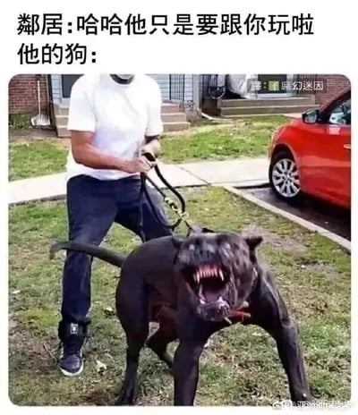 这是一张带有文字加注的静态搞笑图片，上方配文是邻居的话语「哈哈他只是要跟你玩啦」，下方标注「他的狗：」并附上真实照片。照片中，一名穿着白色上衣、深色裤子的男子双手紧紧拉住狗绳，身体紧绷，费力控制着身前的黑色狗狗；而这只狗狗嘴巴大张，露出尖锐的牙齿，表情凶狠，身体压低呈现出明显的攻击姿态，和邻居口中「只是想玩」的描述形成了强烈的反差，以此制造出荒诞搞笑的效果，讽刺了部分人对具有攻击性的宠物的不当辩解。