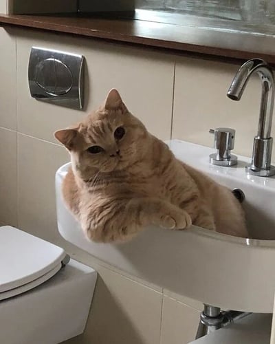 一只胖乎乎的橘猫舒适地蜷缩在浴室的白色洗手池里，前爪自然搭在池边，眼神淡定从容地看向镜头。背景可见浅色瓷砖墙面、银色金属水龙头、马桶及卫生纸盒，整体环境整洁温馨。猫咪圆润的身形与洗手池的弧形完美契合，展现出宠物在家中随性自在、霸占空间的可爱模样，慵懒姿态中透着几分傲娇，极具治愈感。