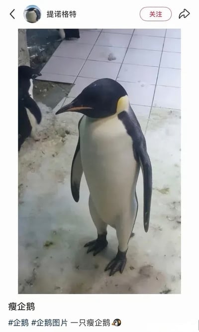 这是一张社交媒体发布内容截图，实拍主体是一只身形比普通帝企鹅明显消瘦很多的帝企鹅，它直立站在带有污渍的半冰半瓷砖地面上，头部朝向画面左侧，背景还能看到另外两只企鹅的部分身影。截图顶部显示该内容的发布者昵称是“提诺格特”、配有企鹅头像，右上角有关注和分享按钮；图片下方配文为“瘦企鹅”，附带#企鹅、#企鹅图片两个话题标签，还有文字“一只瘦企鹅”以及企鹅表情符号。