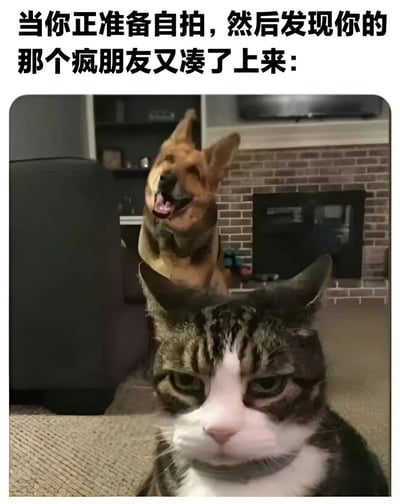 这是一张搞笑梗图，上方文字写着'当你正准备自拍，然后发现你的那个疯朋友又凑了上来：'。图片中前景是一只表情不耐烦的猫，代表准备自拍的人；背景是一只兴奋地探出头的狗，代表突然凑上来的'疯朋友'。通过动物表情的对比，幽默地表现了自拍时被朋友打扰的场景。