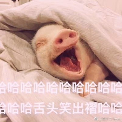 图片中是一只白色的小猪，被浅色的被子包裹着，双眼紧闭，嘴巴张得很大，露出舌头，看起来像是在打哈欠或者开怀大笑，粉色的鼻子十分显眼。图片下方叠加了大量“哈哈哈哈”的文字，以及“哈哈哈哈舌头笑出褶哈哈”的描述，整体营造出一种可爱又搞笑的氛围，让人看了忍不住发笑。
