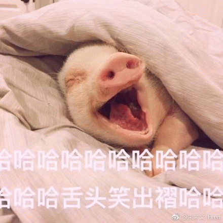 裹被打哈欠的小猪配魔性笑声文字