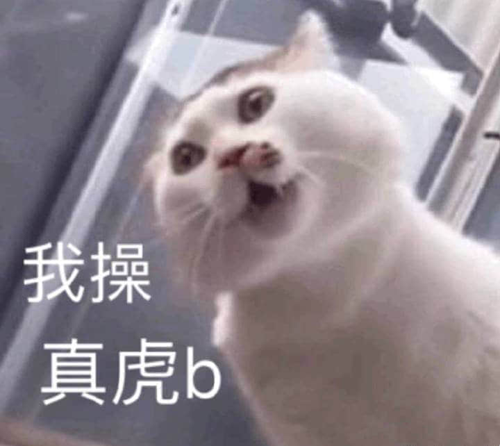震惊表情白猫配文字'我操 真虎b'