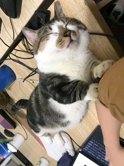 一只灰白相间的猫咪仰卧在木质桌面上，双眼紧闭，嘴巴微张，露出安详的睡颜。猫咪的前爪搭在旁边人类的腿上，周围可见办公环境中的各种物品，包括缠绕的电线、蓝色杯子、笔记本电脑键盘等。整个画面呈现出一种温馨舒适的氛围，展现了宠物与主人之间亲密的日常场景。