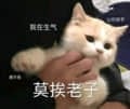 生气的猫：莫挨老子