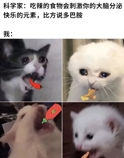 这是一张搞笑梗图，上方文字是科学家解释吃辣会刺激大脑分泌多巴胺带来快乐，下方用四张猫咪吃辣或类似食物的夸张表情图片来幽默表现“我”对吃辣的真实反应。通过科学解释与搞笑猫咪表情的对比制造笑点，反映了人们明知吃辣会带来刺激却依然享受的矛盾心理。