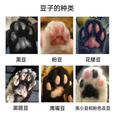 这是一张趣味多图拼接梗图，以“豆子的种类”为主题，将6只不同花色猫咪的肉垫，根据肉垫的颜色、外形特征，对应命名为不同的豆类：纯黑肉垫对应黑豆，粉色肉垫对应粉豆，黑毛包裹的粉色肉垫对应花腰豆，带黑斑的肉垫对应黑眼豆，形状特殊的肉垫对应鹰嘴豆，黑白花色带粉黑肉垫对应黑小豆和粉色芸豆。利用外形相似性和谐音梗，将可爱的猫咪肉垫与豆类结合，充满趣味性，深受宠物爱好者喜爱。