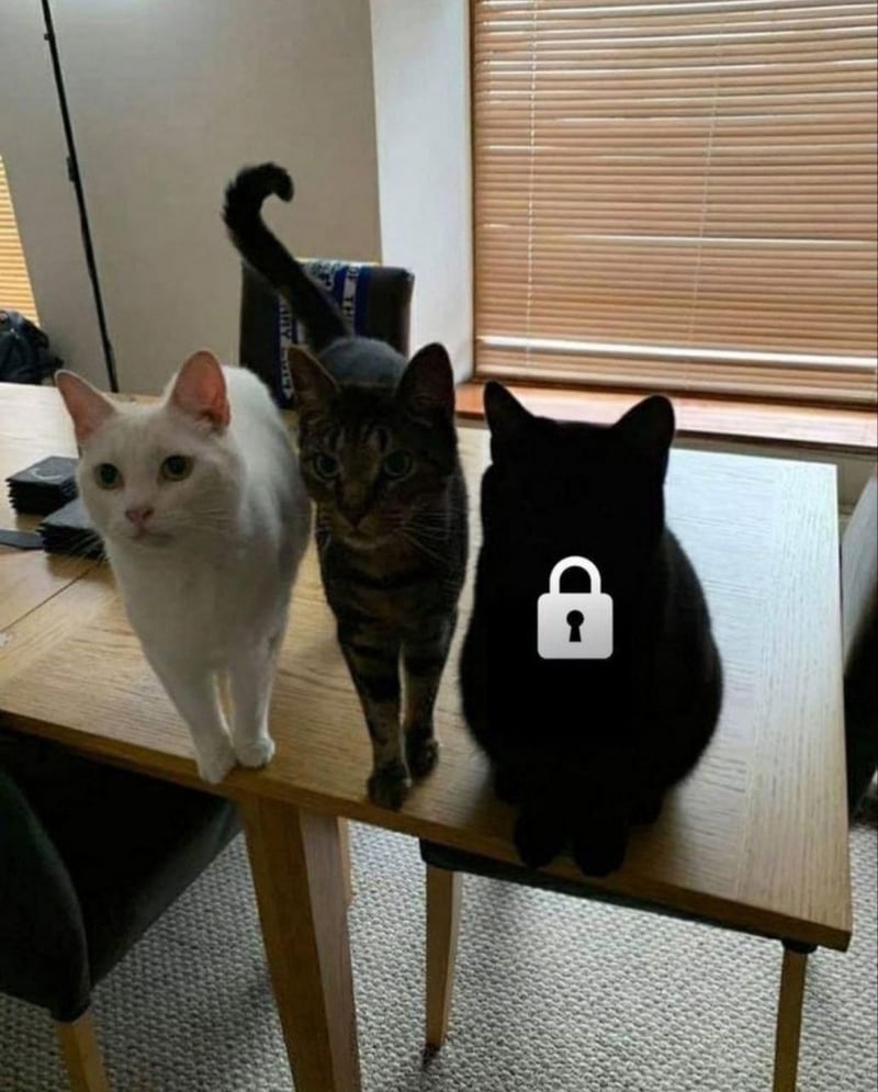 虎斑猫咪