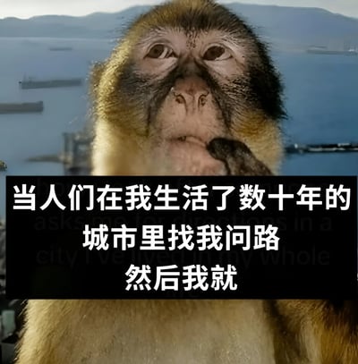 图片主体是一只猴子的特写，它表情困惑，手托下巴凝视前方，背景是模糊的水域和远山。图片下方有黑色背景白色文字：“当人们在我生活了数十年的城市里找我问路 然后我就”。通过猴子拟人化的表情和文字结合，幽默地表达了在熟悉城市被问路时可能也会迷茫的无奈又好笑的场景，引发人们对“本地人也会迷路”的共鸣。