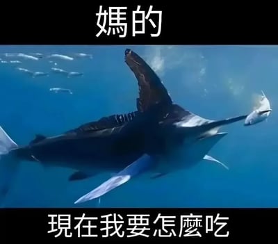 这是一张搞笑吐槽表情包，画面主体是蓝色海水中的鲨鱼，鲨鱼意外将一条小鱼插在了自己的吻部，小鱼刚好卡在鲨鱼嘴的前方，让鲨鱼没办法张嘴吃掉猎物；图片上下添加了黑色边框，分别配上白色繁体中文文字，上方写“媽的”，下方写“現在我要怎麼吃”，拟人化地表达了鲨鱼此刻无语又烦躁的心情，用来调侃生活中遇到的弄巧成拙、进退两难的尴尬不顺状况。