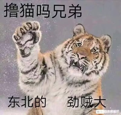 这张图是一只东北虎抬爪的照片，配文“搂猫吗兄弟 东北的劲贼大”，用诙谐的方式将东北虎和网络撸猫梗结合，形成强烈反差萌。其核心幽默点在于用“猫”指代老虎，把老虎当成宠物猫来搂抱，但“劲贼大”暗示普通人根本搂不动，玩梗意味浓厚。图内存在反差幽默和轻微拟人，属于流行动物梗图，常见于玩笑场合。特别说明：有用词“猫”代指虎的双关和故意夸张东北人、东北虎“劲儿大”的网络化表达。
