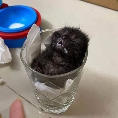 一只刚出生不久的小黑猫被安置在一个透明玻璃杯中，杯内垫有白色纸巾。小猫全身覆盖着黑色绒毛，眼睛紧闭，仰头张开嘴巴，似乎正在发出细微的叫声。背景中可以看到几个彩色塑料碗（蓝色和红色）和一些纸巾，整体场景像是在一个家庭环境的桌面上。画面充满温馨可爱的氛围，展现了幼猫的脆弱与萌态。
