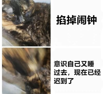 这是一张双格猫咪表情包，上格是一只玳瑁猫表情慵懒地趴着，配文'拍掉闹钟'；下格是猫咪快速移动的模糊画面，配文'意识自己又睡过去，现在已经迟到了'。通过猫咪的行为幽默地表现了人们赖床导致迟到的经历。