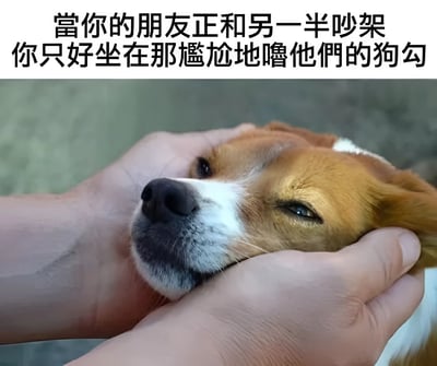 图片上方有文字'當你的朋友正和另一半吵架 你只好坐在那尴尬地嚕他們的狗勾'，下方是一只棕白相间的狗被人的双手温柔抚摸头部的特写。狗狗眼睛微闭，表情放松享受，生动展现了在朋友情侣吵架时，作为旁观者只能尴尬地通过撸狗来缓解气氛的幽默场景。