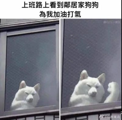 这是一组左右拼接的趣味实拍图片，左侧画面中一只白色狗狗趴在居民家的窗户后，仅露出头部和部分身体；右侧画面里，狗狗的位置未变，窗户的金属把手恰好和狗狗的爪子形成视觉错位，让画面看起来像是狗狗眯着眼睛、举起拳头，正在为窗外的人加油打气。图片上方配有文字“上班路上看到邻居家狗狗 为我加油打氣”，利用巧合的视觉错位效果，将日常场景赋予治愈感，精准戳中职场人上班时的疲惫情绪，用可爱的拟人化场景带来温暖的慰藉。