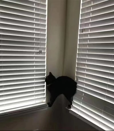 一只黑猫蜷缩在两扇装有百叶窗的窗户之间的墙角，身体紧贴墙壁，头部微微转向左侧窗户，似乎在透过百叶窗的缝隙观察外面的世界。阳光透过百叶窗形成明暗相间的条纹，照亮了部分墙面和猫的背部，营造出一种安静又略带神秘的氛围。