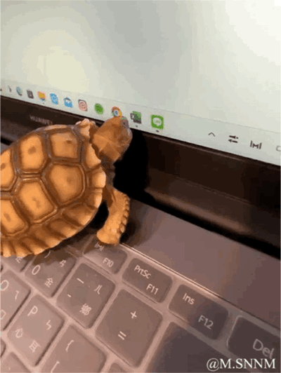 这是一段治愈系动态GIF，画面中一只浅棕色的小海龟，正扒在华为笔记本电脑的屏幕下方，小脑袋凑近屏幕，一只前爪搭在键盘边缘，仿佛好奇地盯着屏幕内容，模样软萌可爱，将小动物的好奇心拟人化，带来满满的治愈感。