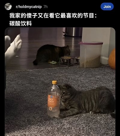 图片为Reddit社区r/holdmycatnip的帖子截图，展示了两只猫咪的居家场景。前景中一只灰色虎斑猫正趴在灰色地毯上，用头依偎着一瓶标签为“JUICY PEACH”的透明饮料瓶，仿佛在专注“观看”；背景里另一只深色猫咪则低头在金属食盆中进食，旁边放着一个带粉色盖子的透明储物桶（疑似猫粮桶）。帖子配文幽默地称“我家的傻子又在看它最喜欢的节目：碳酸饮料”，将猫咪对饮料瓶的好奇拟人化为观看节目，充满温馨搞笑的氛围。