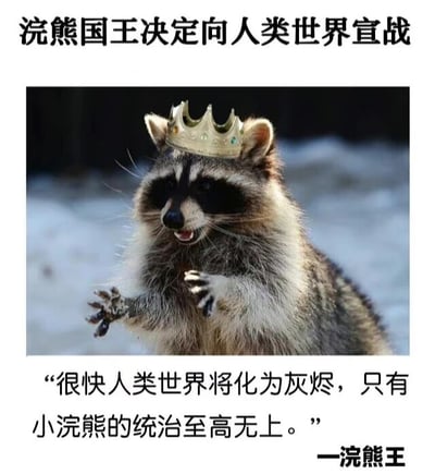 图片主体是一只戴着金色皇冠的浣熊，表情严肃，前爪微微抬起，仿佛在发表宣言。图片上方配有文字“浣熊国王决定向人类世界宣战”，下方则是“浣熊王”的台词：“很快人类世界将化为灰烬，只有小浣熊的统治至高无上。”整体通过动物拟人化的方式，营造出一种夸张又搞笑的“宣战”场景。