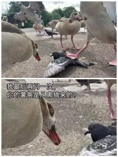 这是一张由上下两张真实鸟类互动照片拼接而成的连环梗图。上图呈现了一只大鹅用脚踩住趴在地面的鸽子，周围还有其他鸟类的场景；下图则是大鹅低头凑近鸽子的特写。图片添加了拟人化的中文配文“我最后再问一次，你的薯条是从哪搞来的？”，将鸟类间的自然互动脑补成黑帮逼问的戏剧化场景，利用真实动物互动与搞笑文字的反差制造滑稽效果，没有双关、谐音梗等内容。