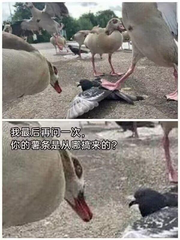 大鹅