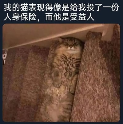 这是一张带有搞笑配文的静态单图，图中一只虎斑猫躲在铺有地毯的楼梯台阶缝隙中，仅露出上半身，它的表情严肃凶狠，眼神带着审视感，仿佛在暗中观察主人。图片顶部配有文字“我的猫表现得像是给我投了一份人身保险，而他是受益人”，用幽默夸张的方式调侃这只猫的神态仿佛在盼着主人出事，自己能成为获利的受益人，将猫咪塑造成“腹黑”的形象，充满趣味，精准戳中养猫人对猫咪“阴晴不定”神态的调侃。