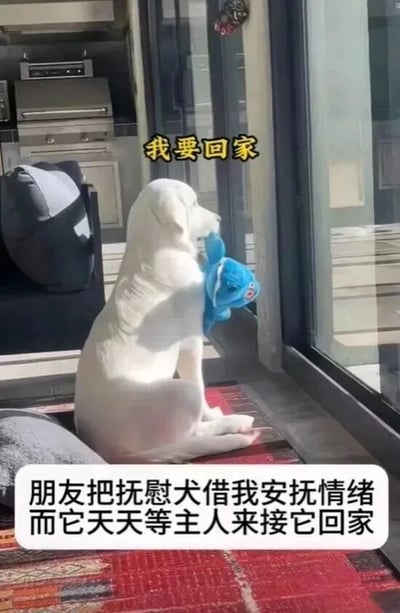 图片中一只白色的抚慰犬坐在玻璃门前的红色地毯上，前爪抱着一个蓝色的毛绒玩具，扭头望向门外，眼神中充满期盼。狗狗上方有黄色文字“我要回家”，图片底部配有文字说明：“朋友把抚慰犬借我安抚情绪而它天天等主人来接它回家”。整个场景温馨又略带心疼，展现了狗狗对主人的依恋。