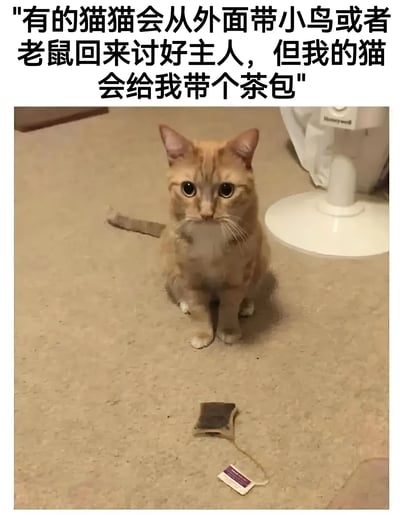 图片上方有一段文字："有的猫猫会从外面带小鸟或者老鼠回来讨好主人，但我的猫会给我带个茶包"。图片主体是一只橘猫正坐在地上，面前放着一个茶包，猫咪表情看起来有些无辜。这张图通过对比普通猫咪和这只橘猫带回来的"礼物"，制造出幽默效果。