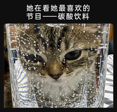这是一张充满趣味的宠物摄影图，一只狸花猫将脸紧紧贴在装有碳酸饮料的玻璃杯后方，杯壁上附着的细密气泡在猫咪脸前形成独特的画面。图上方配文“她在看她最喜欢的节目——碳酸饮料”，用拟人的调侃手法，把猫咪好奇观察碳酸饮料气泡的模样，比作在看自己喜爱的节目，生动展现出猫咪的呆萌可爱，营造出轻松搞笑的氛围。