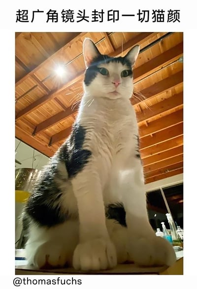 这张图片采用低角度超广角镜头拍摄一只黑白奶牛猫，镜头的畸变效果让猫的下半身和前爪被极度放大，呈现出类似巨人的夸张体型，猫端正端坐，表情严肃一本正经，搭配顶部的文字“超广角镜头封印一切猫颜”，精准调侃了超广角镜头的畸变特性，让原本软萌的宠物猫充满反差感与搞笑效果，营造出猫像威严巨人的趣味画面。
