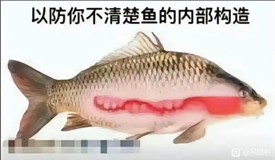 这是一张无厘头搞笑的P图，图片上方配有文字“以防你不清楚鱼的内部构造”，但图中的鱼腹部被修改成了类似人类腹肌的红色肌肉结构，并非真实的鱼类内脏，通过违背常识的恶搞内容，制造出荒诞搞笑的效果，用来调侃正经的科普内容。
