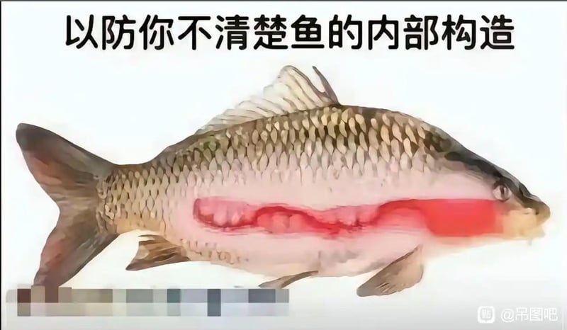 鱼