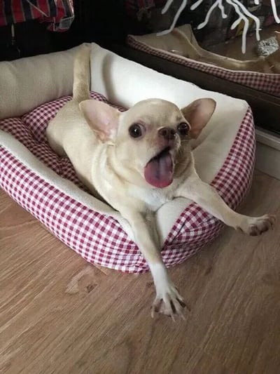 一只米白色的吉娃娃犬舒适地躺在红白格子图案的狗窝里，四肢伸展，嘴巴张开，舌头吐出，眼神明亮，显得非常放松和开心。背景中可以看到木地板和部分家具，整体氛围温馨治愈。