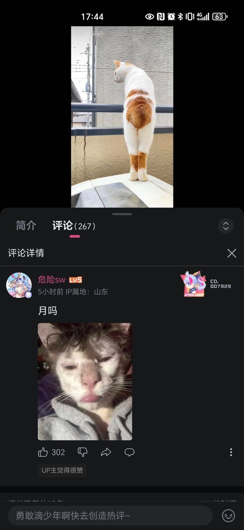 白橘色猫咪