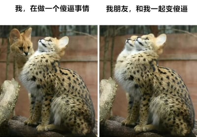 这是一张左右对比的搞笑 meme 图，上方配有文字。左侧图片上方文字为“我，在做一个傻逼事情”，图中一只薮猫仰头向后，背景中还有另一只薮猫；右侧图片上方文字为“我朋友，和我一起变傻逼”，图中是同一只仰头向后的薮猫，但背景中的另一只消失了。通过动物拟人化的方式，幽默地展现了朋友之间一起做傻事的场景。