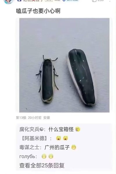 这是一张国内论坛的楼层截图，楼主配文「嗑瓜子也要小心啊」，并附上一张视觉错位实拍图：图中的黑翅白边昆虫外形和旁边的瓜子壳高度相似，极易被误认为是瓜子。评论区网友纷纷调侃，有人称其为「宝箱怪」，还有人玩梗说这是「广州的瓜子」，用玩笑的方式表达对这个虫子外形的惊讶与好笑。
